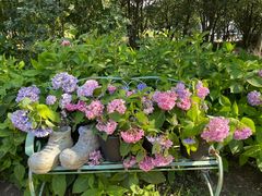 -上海共青森林公园