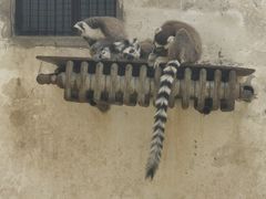 -石家庄市动物园