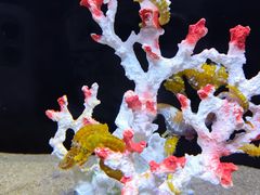 -欢乐海岸海洋奇梦馆