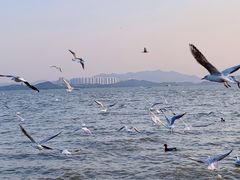 -深圳湾公园(南山区)