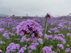 -光明小镇欢乐田园