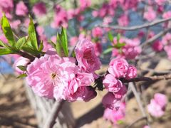 -桃花堤公园