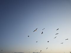-深圳湾公园(南山区)
