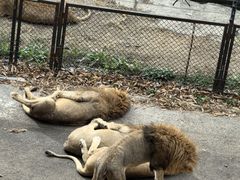 -大连森林动物园