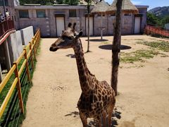 -西霞口神雕山野生动物世界