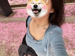-莱阳濯村樱花园
