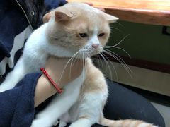-猫亿天猫咖