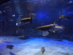-烟台海昌鲸鲨海洋公园