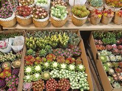 -双季花艺园艺市场(浦东店)