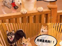 -豆柴町-柴犬主题狗咖(红鼎国际C座店)