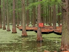 -渌洋湖湿地公园