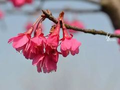 -上海辰山植物园