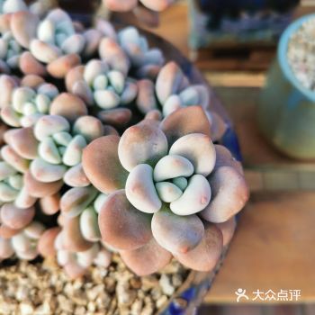 朋友打听到这边有个多肉大棚，就过来看看