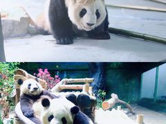 -灵玲国际马戏城