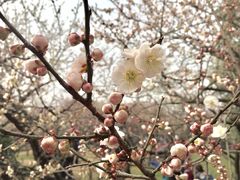 -无锡梅园公园