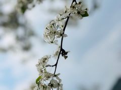 -上海辰山植物园