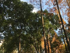 -徐家汇源景区-衡山公园