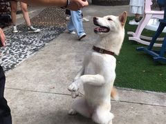 -柴犬高等学院·狗咖·柴犬售卖·宠物训练