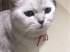 -藏猫猫咖啡主题馆(中央大道店)