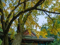 -香山公园