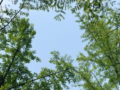 -铁山坪森林公园