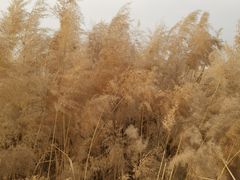 -卤阳湖国家湿地公园