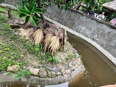 -野象谷景区