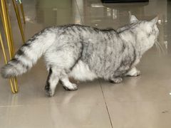 -平行世界·猫咖(首经贸店)