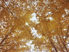 -三里屯东五街银杏大道