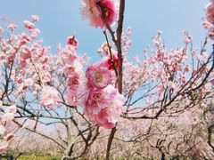 -梅花山(明孝陵内)