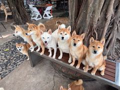 -柴犬高等学院·狗咖·柴犬售卖·宠物训练