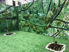 -都念榴莲·城市榴莲