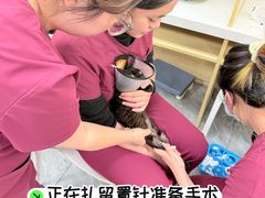 -美联众合爱康动物医院•复杂内科•肿瘤科•牙科•腔镜诊疗中心