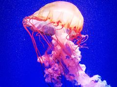 -海合安青岛极地海洋公园