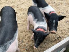 -前小桔亲子创意农场·草莓采摘·露营烧烤