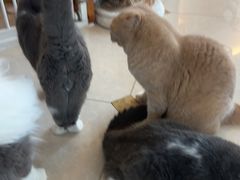 -Catmate·猫肥家润(金润铂宫店)