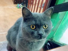-李小姐の猫咖啡馆(五角场店)