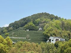 -阿巧茶庄