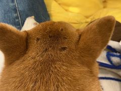 -逗柴咖啡屋·狗咖猫咖宠物桌游