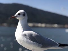 -海埂大坝
