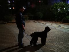 -翊宠yipet猫狗购宠庄园犬舍•猫舍