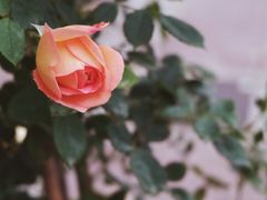 -麦当劳(中山路店)