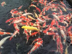 -湖鲜楼