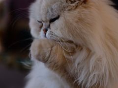 -喵屿·大理花园猫咖