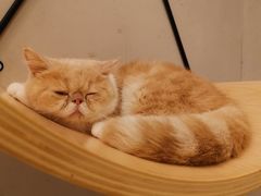 -飞行喵MR PILOT|猫舍·猫咖(静安大融城店)