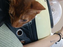 -瑞派伍一宠物医院·眼科·骨科·猫科转诊中心(马王堆院)