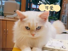 -山宅一喵德文卷毛猫舍