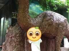 -呀路古热带植物园
