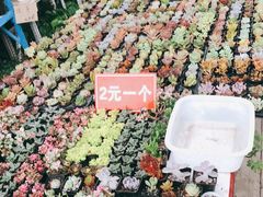 -三圣花乡旅游区