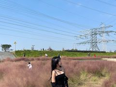 -王借岗森林公园
